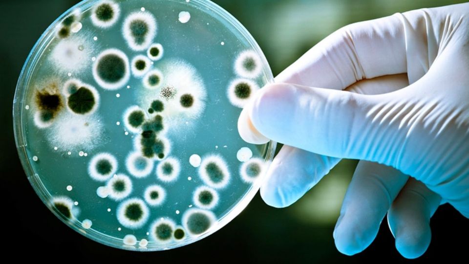 Бруцеллез - хронически протекающая болезнь животных и человека.