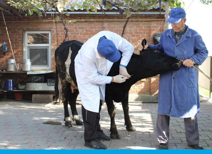 Ветеринариялық күзгі іс-шараларды дайындау және ұйымдастыру