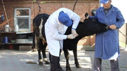 Ветеринариялық күзгі іс-шараларды дайындау және ұйымдастыру