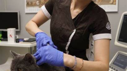 Информационная система в области ветеринарии