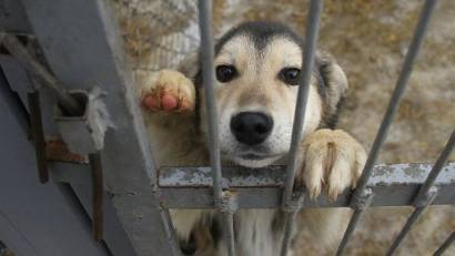 Ветеринарная станция Тимирязевского района оповещает что: