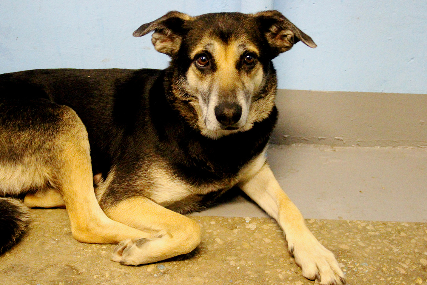 СОЦИАЛЬНАЯ ПРОБЛЕМА БЕЗДОМНЫХ ЖИВОТНЫХ И СПОСОБЫ ЕЕ РЕШЕНИЯ