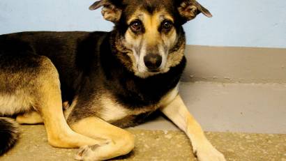 СОЦИАЛЬНАЯ ПРОБЛЕМА БЕЗДОМНЫХ ЖИВОТНЫХ И СПОСОБЫ ЕЕ РЕШЕНИЯ