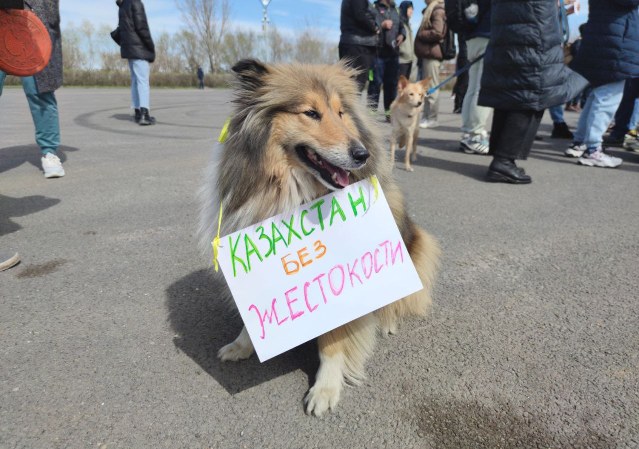 Дома́шние живо́тные