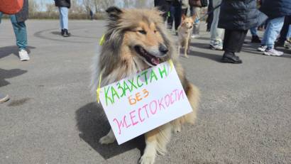 Дома́шние живо́тные