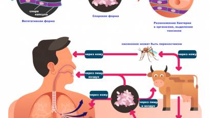 Сибирская язва, или антракс: причины появления, симптомы, диагностика и способы лечения