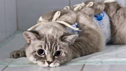 Стерилизация – лучшее решение для снижения численности бездомных животных.