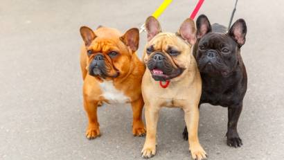 Типовые правила содержания и выгула домашних животных