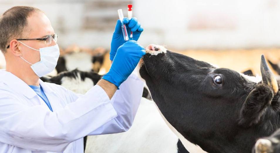 Подготовка и организация осенних ветеринарных мероприятий