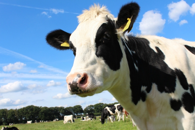 Бруцеллез - хронически протекающая болезнь животных и человека.