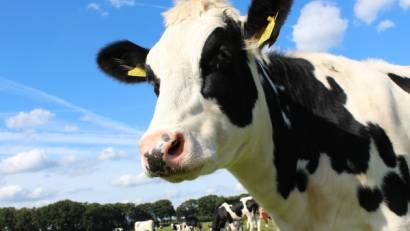 Бруцеллез - хронически протекающая болезнь животных и человека.