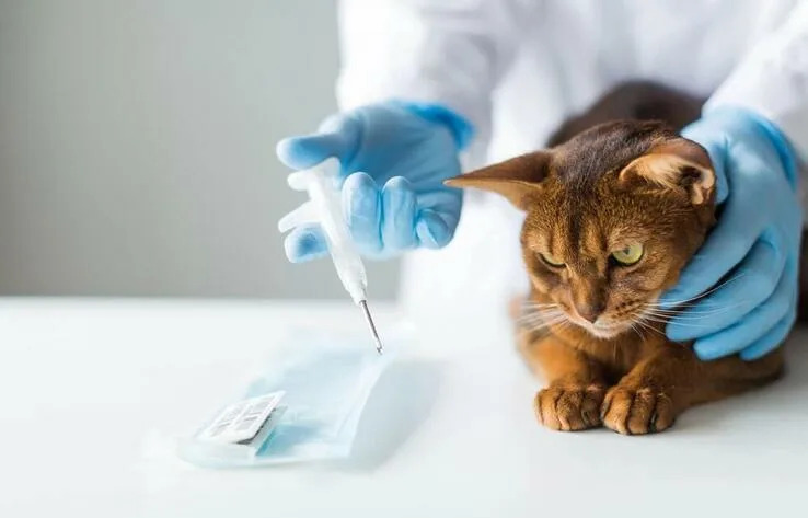 Учет домашних животных владельцы которых относятся к социально уязвимым слоям населения 