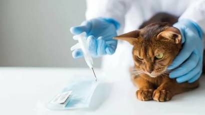 Учет домашних животных владельцы которых относятся к социально уязвимым слоям населения 