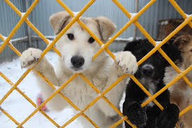 Проблема безответственного отношения человека к животным 