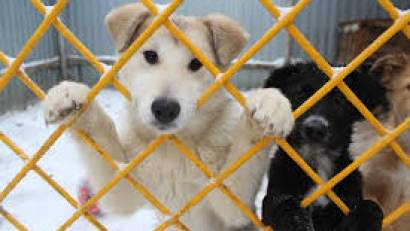 Проблема безответственного отношения человека к животным 