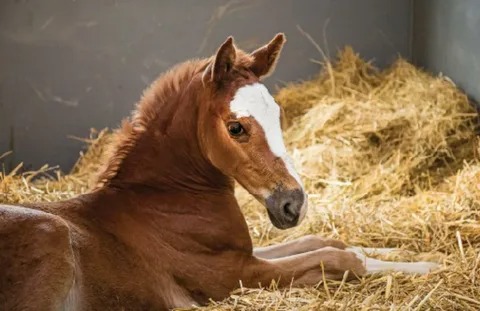 Мыт лошадей : клиника и профилактика.