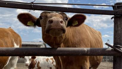 Среди заболеваний, способных нанести серьезный ущерб хозяйству, а также представляющих большую опасность для здоровья человека, ветеринарные врачи отмечают ящур.